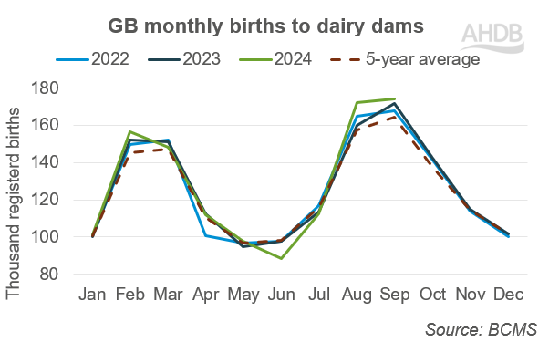 GB births to dairy dams